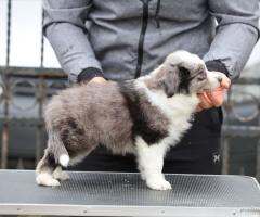 Border Collie – кученца