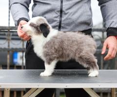 Border Collie – кученца