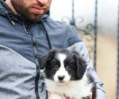 Border Collie – кученца