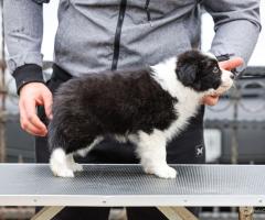 Border Collie – кученца