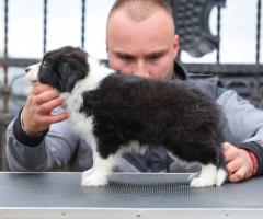 Border Collie – кученца