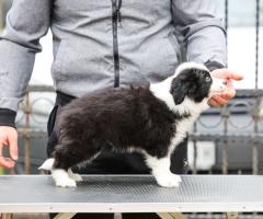 Border Collie – кученца