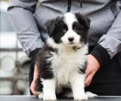 Border Collie – кученца