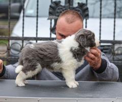 Border Collie – кученца