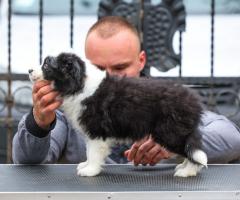 Border Collie – кученца