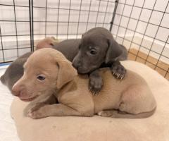 Малка Италианска Хрътка (Левретка)