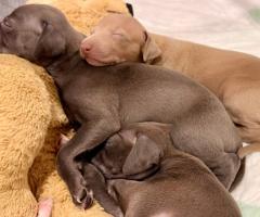 Малка Италианска Хрътка (Левретка)