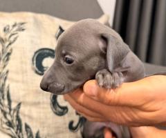 Малка Италианска Хрътка (Левретка)