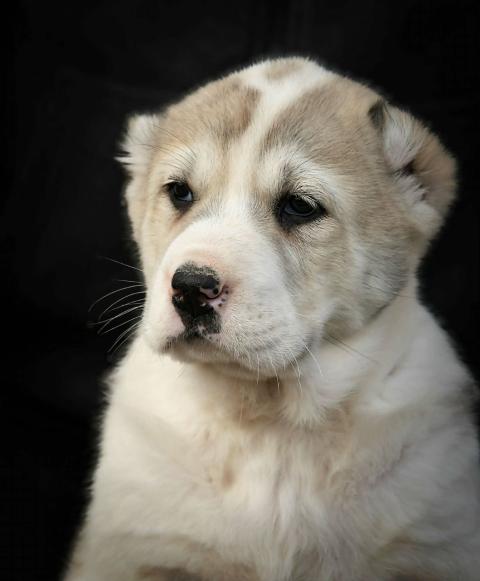 Средноазиатска овчарка – висококачествени кученца