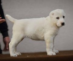 Средноазиатска овчарка – висококачествени кученца