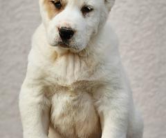 Средноазиатска овчарка – висококачествени кученца
