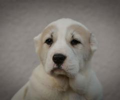 Средноазиатска овчарка – висококачествени кученца