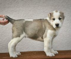 Средноазиатска овчарка – висококачествени кученца