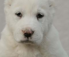 Средноазиатска овчарка – висококачествени кученца