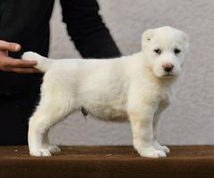 Средноазиатска овчарка – висококачествени кученца