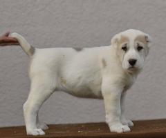 Средноазиатска овчарка – висококачествени кученца