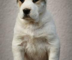 Средноазиатска овчарка – висококачествени кученца