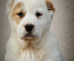 Средноазиатска овчарка – висококачествени кученца