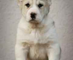 Средноазиатска овчарка – висококачествени кученца