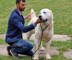 Средноазиатска овчарка – висококачествени кученца