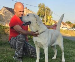 Средноазиатска овчарка – висококачествени кученца