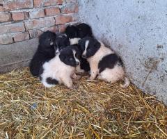 Продавам малки каракачанки