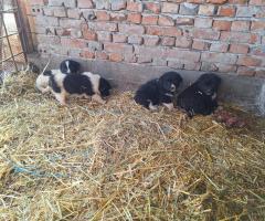 Продавам малки каракачанки