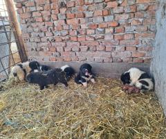 Продавам малки каракачанки