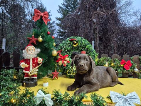 Шоколадови кученца Лабрадор ретривър