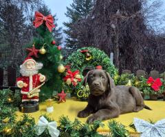 Шоколадови кученца Лабрадор ретривър