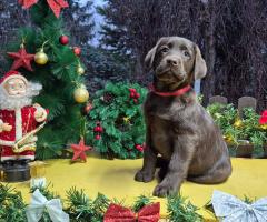 Шоколадови кученца Лабрадор ретривър