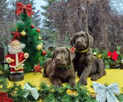 Шоколадови кученца Лабрадор ретривър