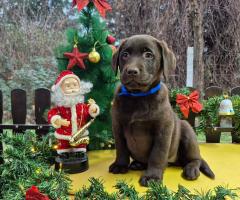 Шоколадови кученца Лабрадор ретривър