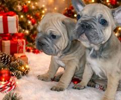 Френски булдог – красиви кученца