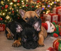 Френски булдог – красиви кученца