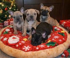 Френски булдог – красиви кученца