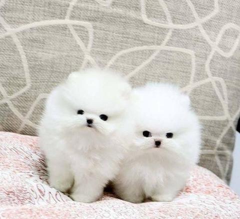 Сладък мини померан