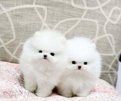 Сладък мини померан