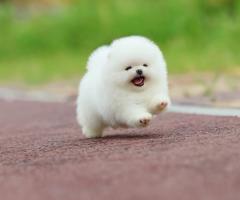 Сладък мини померан