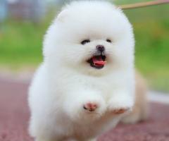 Сладък мини померан