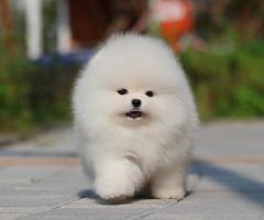 Сладък мини померан