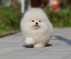 Сладък мини померан