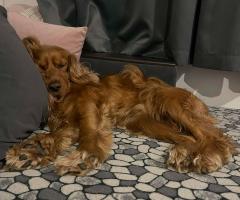 Търси партньорка