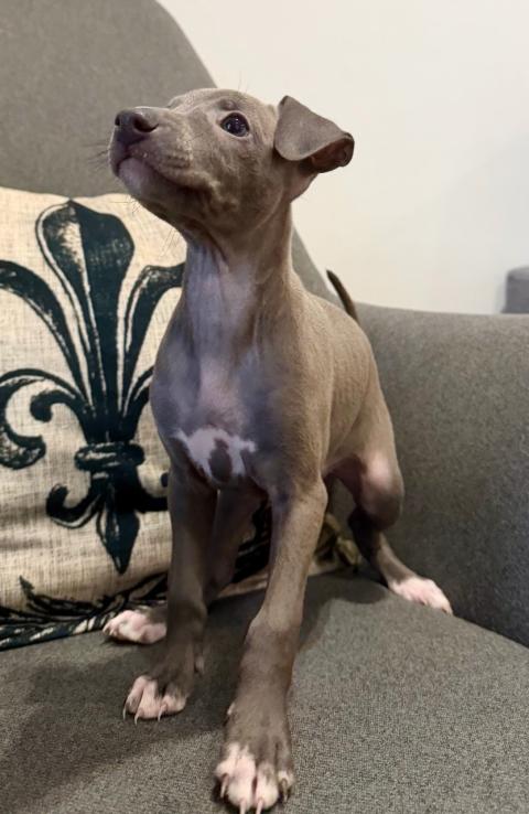 Малка Италианска Хрътка (Левретка)