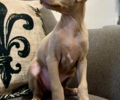 Малка Италианска Хрътка (Левретка)