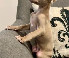 Малка Италианска Хрътка (Левретка)