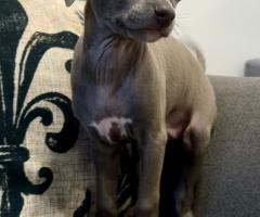 Малка Италианска Хрътка (Левретка)