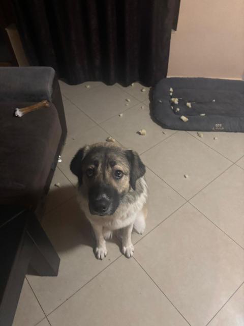 Спешно търси нов дом