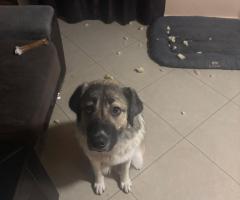 Спешно търси нов дом