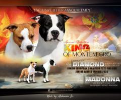 Американски стафордшир териер – красиви кученца